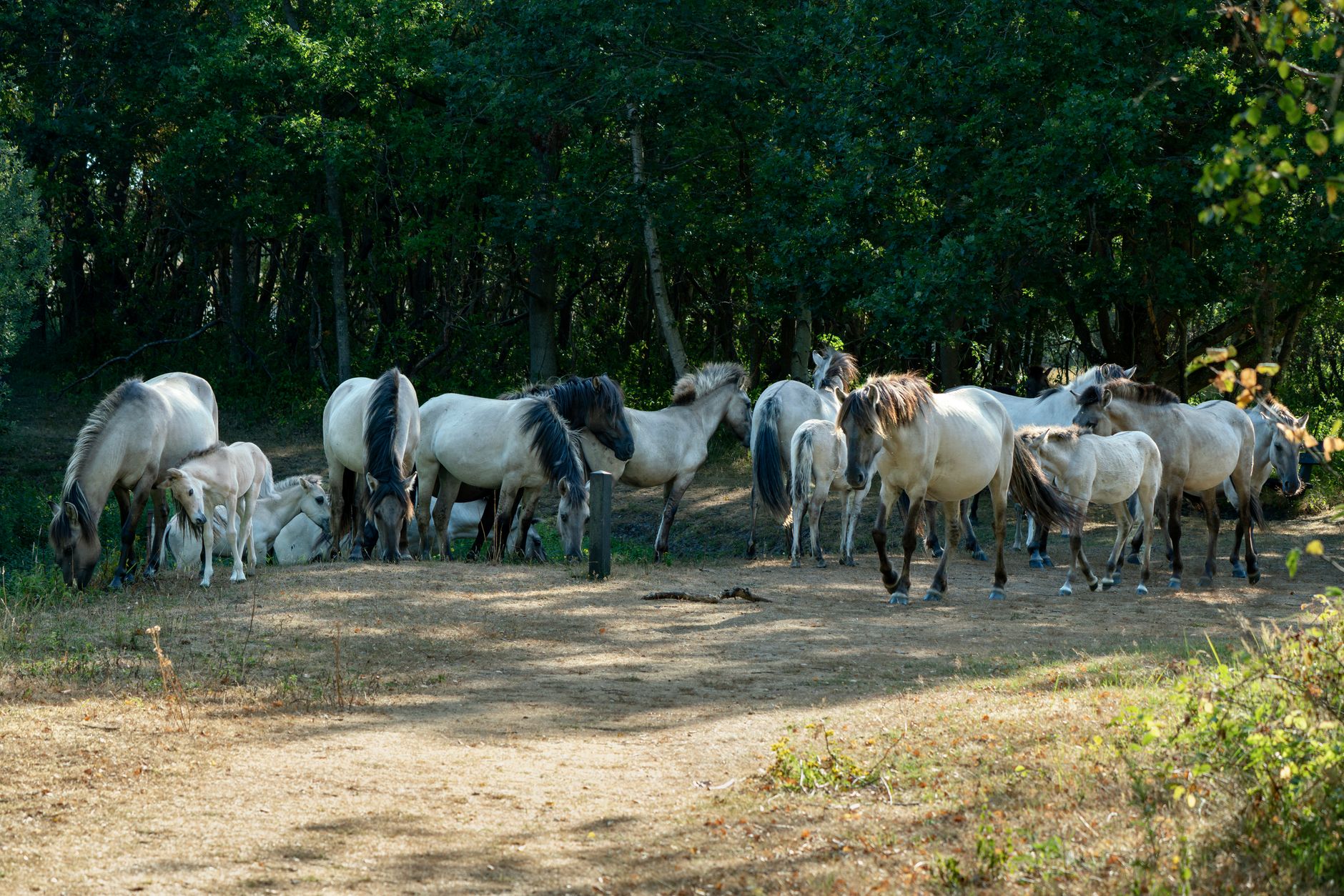 Terapeuta wykonujący masaż terapeutyczny pacjentowi Stary Konik